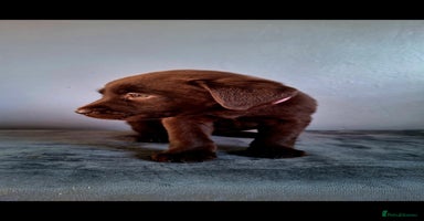 Labrador Retriever dogs - Advert 8