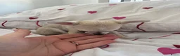 Chihuahua dogs for sale: Chihuahua Girl Ready NOW - Advert 6