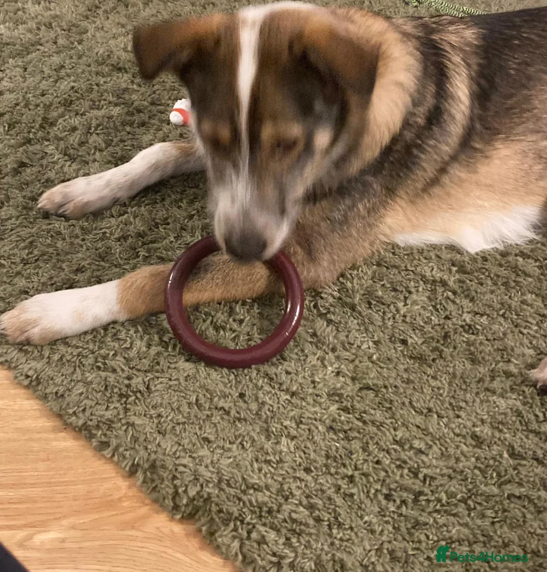 Mixed Breed dogs for adoption: 🐾💛Meet DIGBY - an Affectionate Big Softie! 💛🐾 - Advert 28