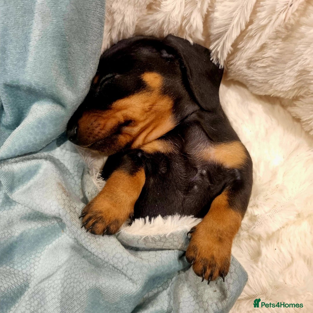 Miniature Dachshund dogs for sale: Stunning Miniature Dachshund Puppies - Advert 40