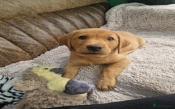 Labrador Retriever dogs for sale: KC Reg Fox-red Lab puppies, working type - Image 23