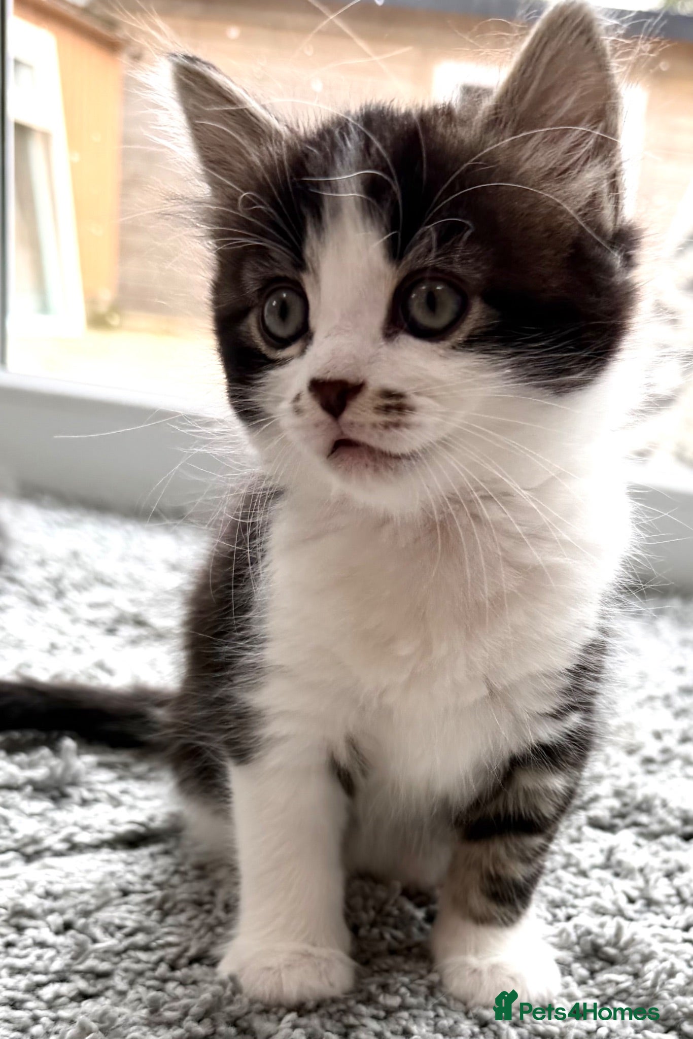 Mixed Breed cats Gorgeous Tabby Girl looking for home💕💕💕 - Advert 1