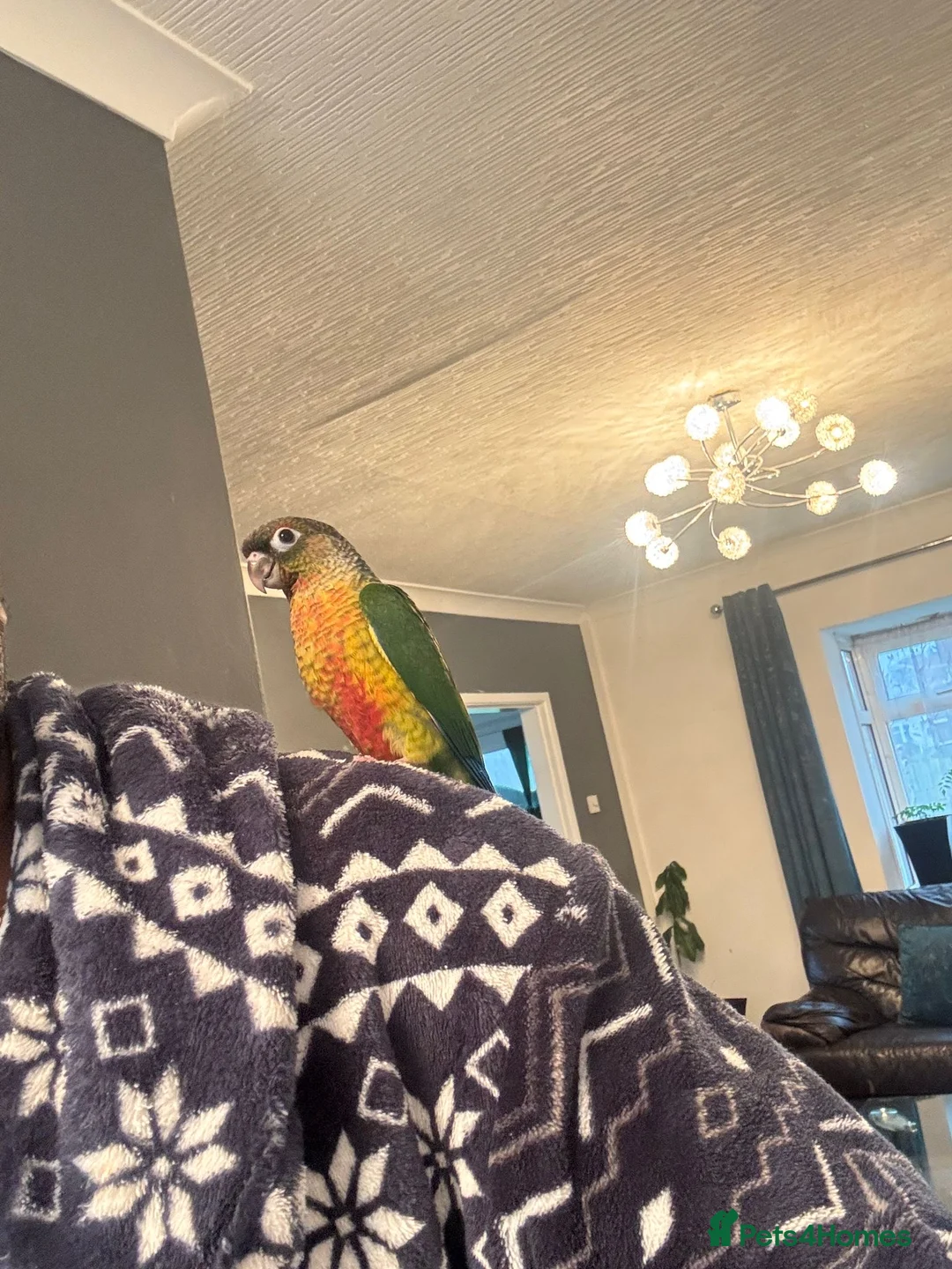 Conures birds for sale: HAND REARED GREEN CHEEKS CONURE  - Advert 4
