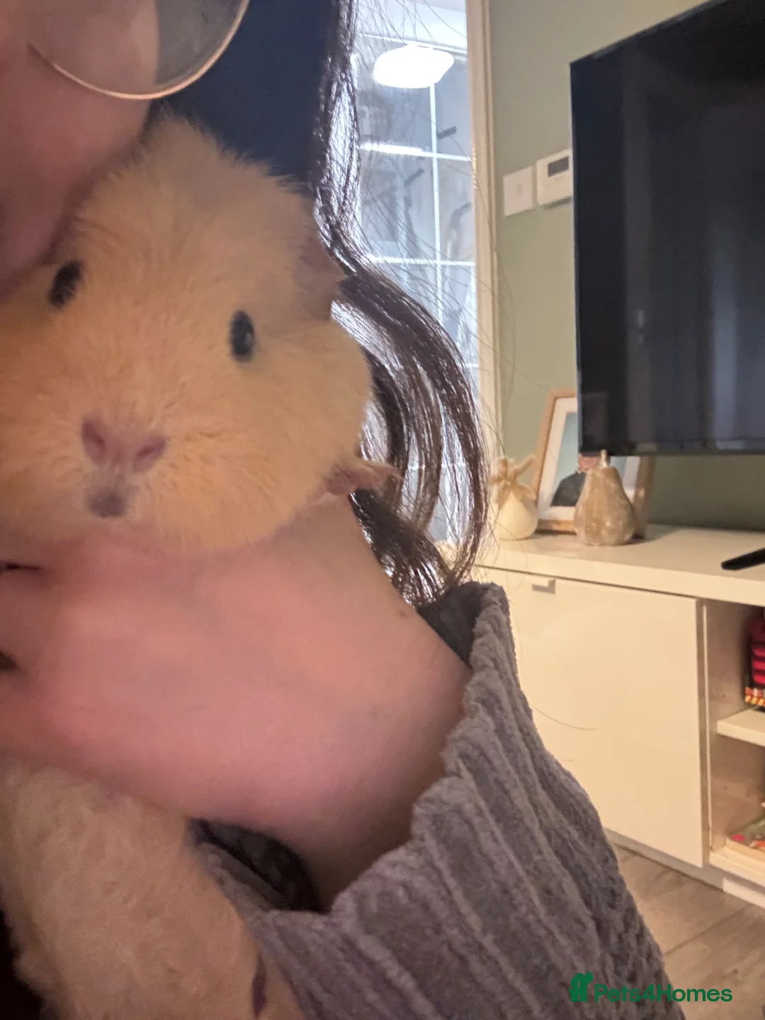 Guinea Pig rodents for sale: Guinea pigs and full set up  - Advert 2