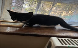 Mixed Breed cats for sale: 3 amazing kittens  - Image 3