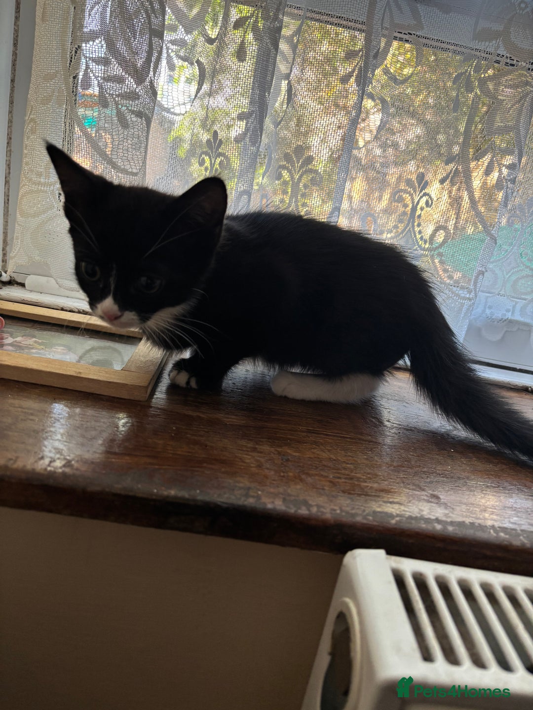 Mixed Breed cats for sale: 3 amazing kittens  - Image 3