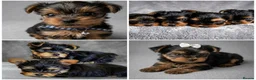 Yorkshire Terrier dogs for sale: Miniature Yorkshire Terrier  - Advert 11