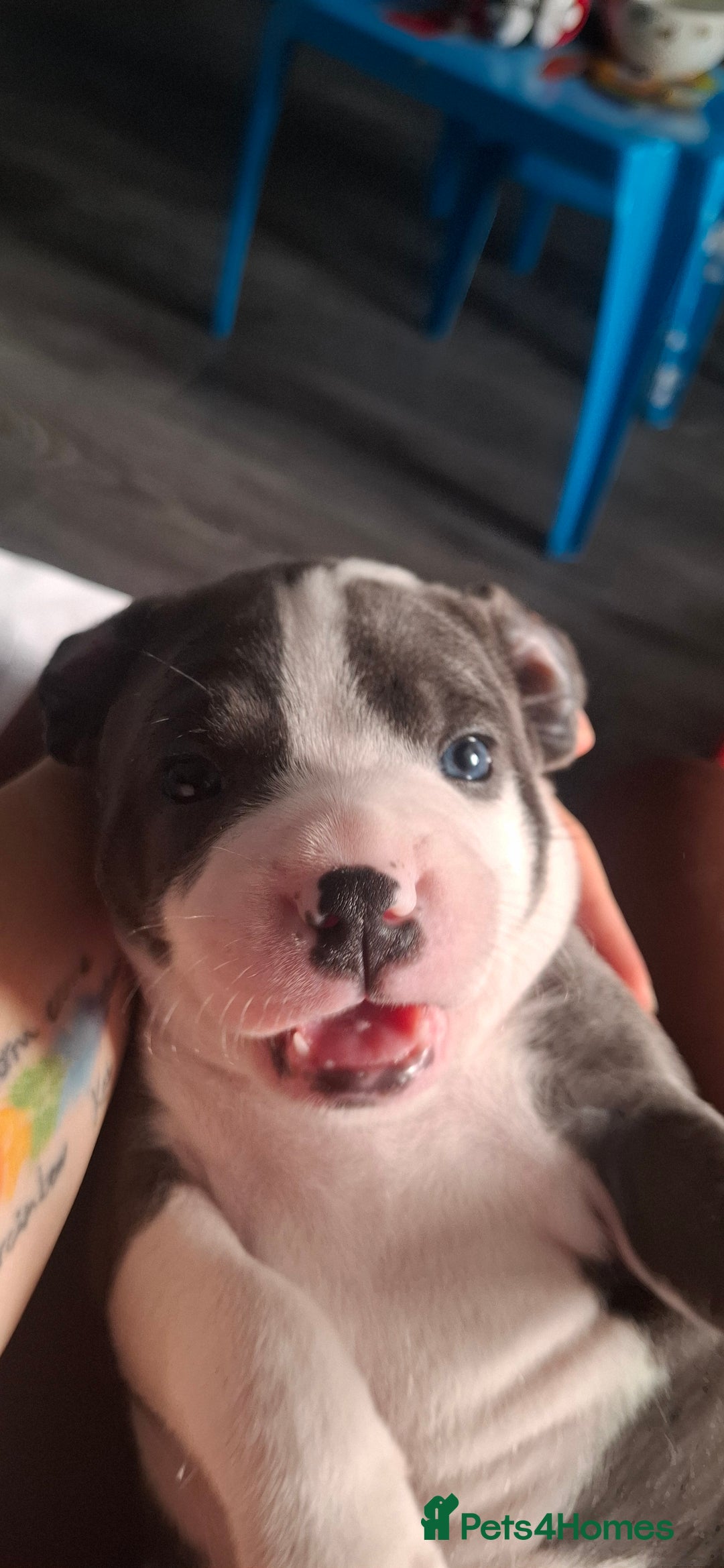 Staffordshire Bull Terrier dogs for sale: Blue Staffordshire bull terrier puppies  - Image 34