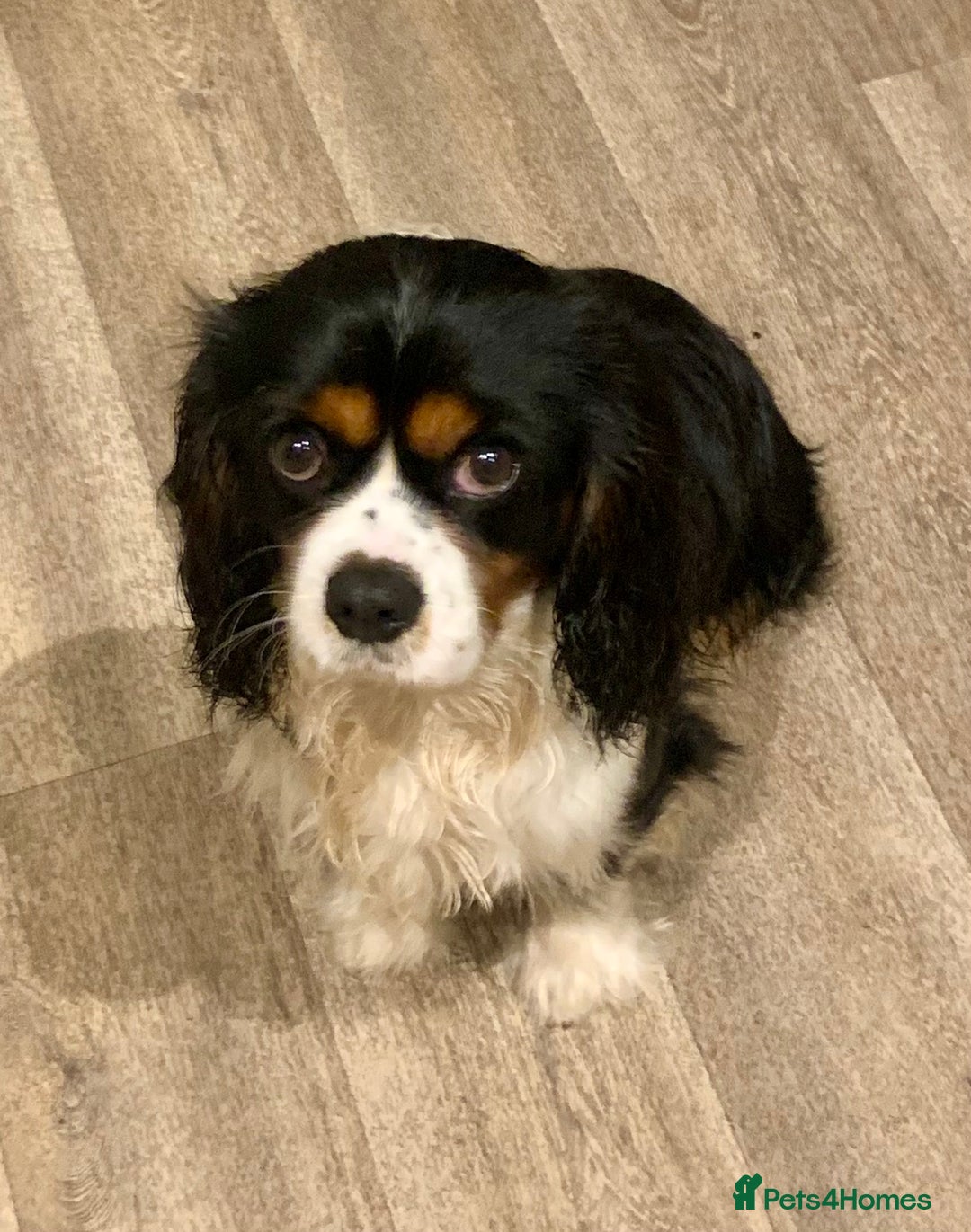 Cavalier King Charles Spaniel dogs for stud: ✨ Stunning KC Reg Cavalier King Charles Stud ✨ - Advert 3