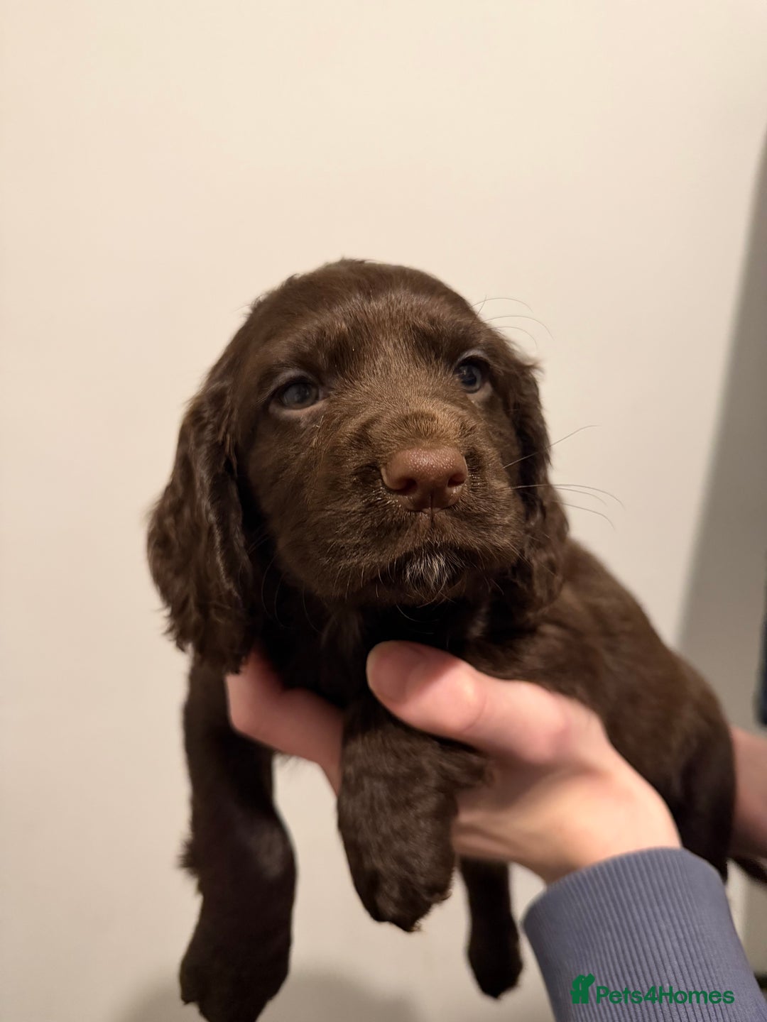 Cocker Spaniel dogs for sale: FEMALE CHOC WORKING COCKER LEFT! - Advert 24