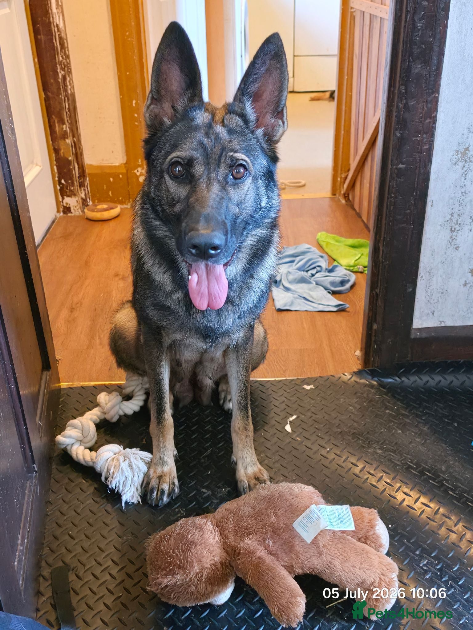 Mixed Breed dogs Stunning German Shepherd,Australian Kelpie Puppies - Advert 2