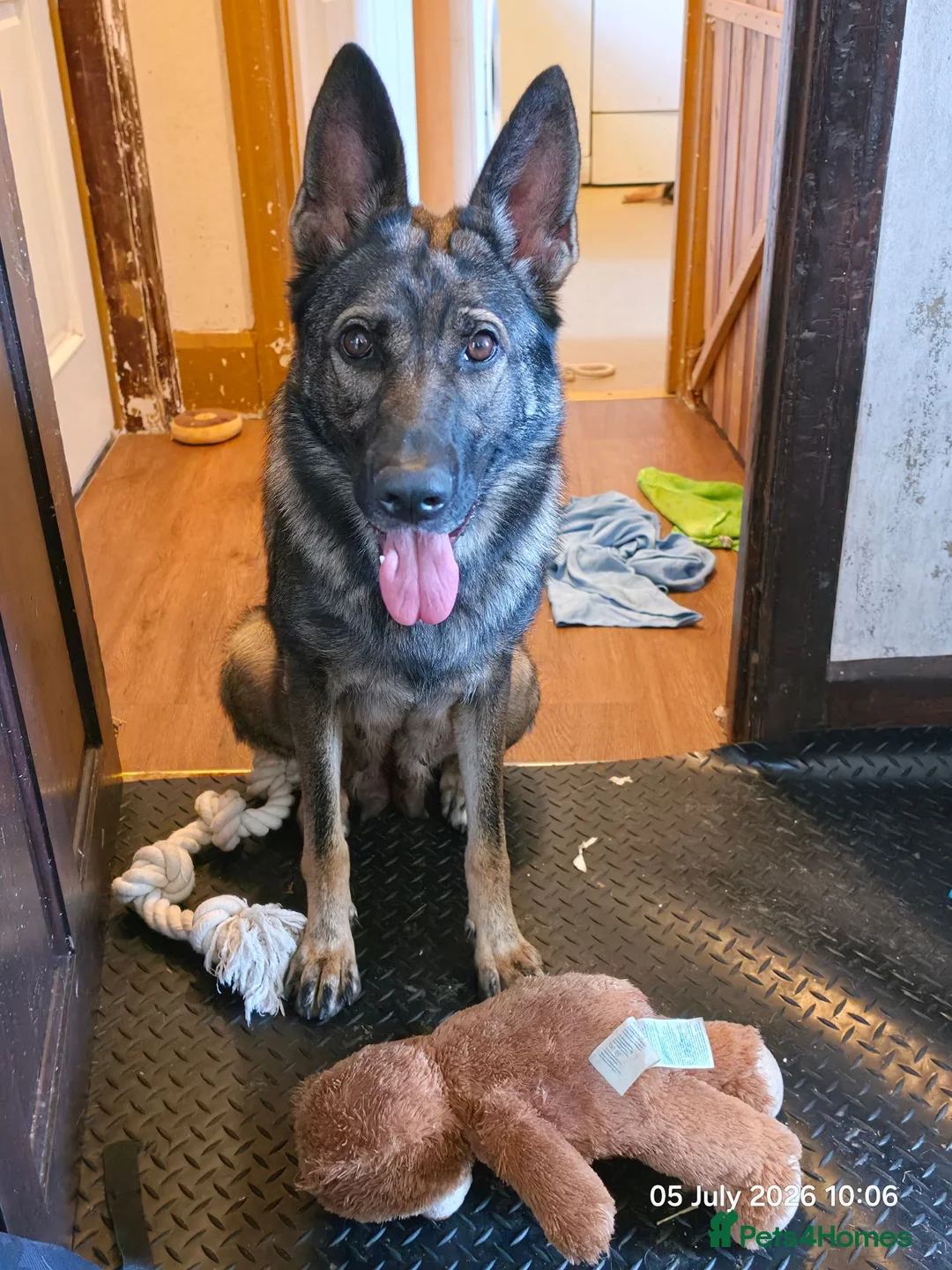 Mixed Breed dogs for sale: Stunning German Shepherd,Australian Kelpie Puppies in Littlehampton - Advert 2