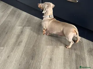 Miniature Dachshund dogs Dachshund (Miniature smooth haired) - Advert 1