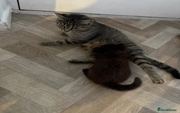 Mixed Breed cats for sale: Kitten long hair  - Image 4