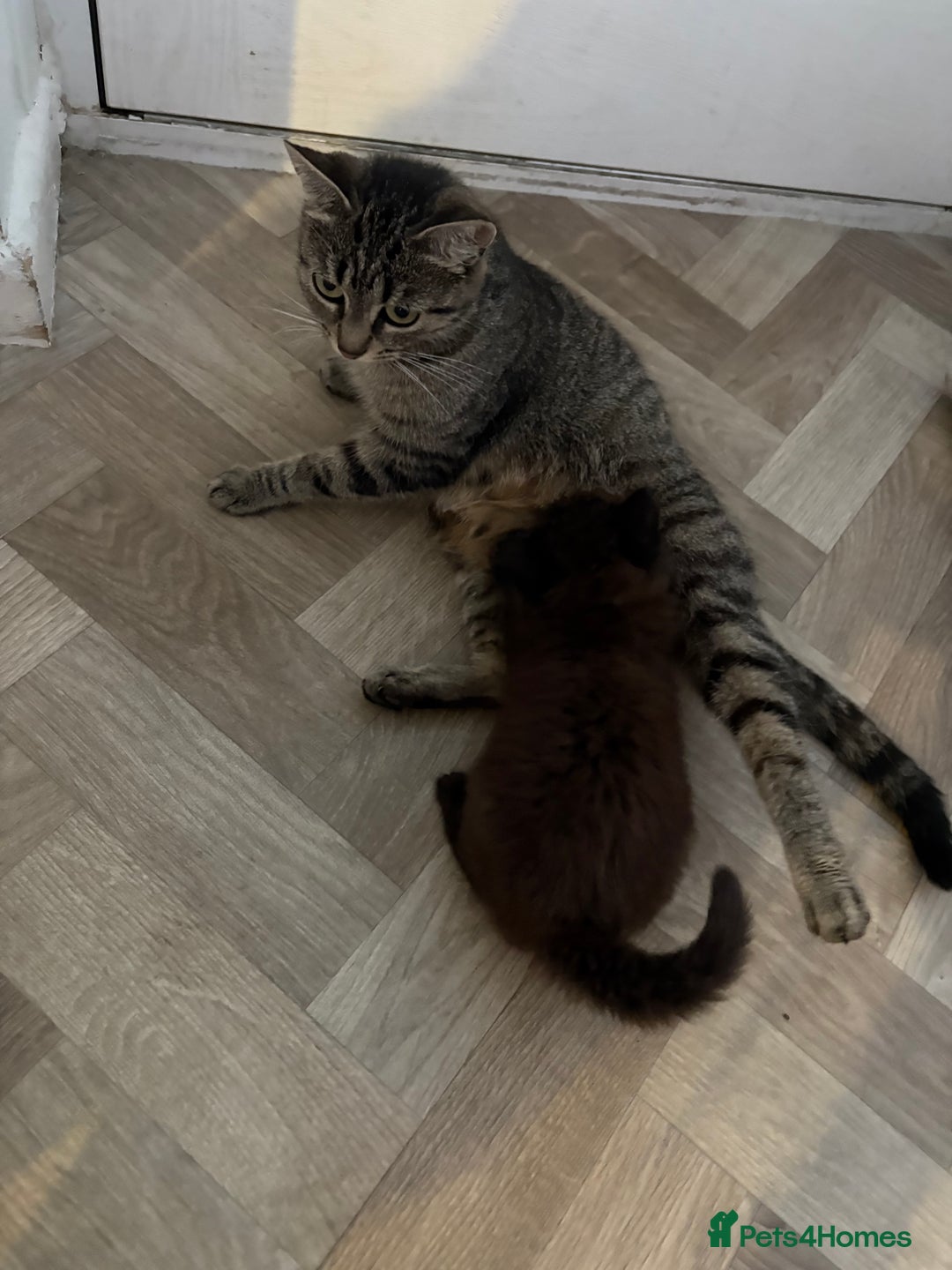 Mixed Breed cats for sale: Kitten long hair  - Image 4