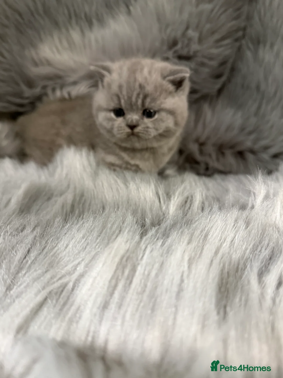 British Shorthair cats for sale: Full Pedigree Registered BSH  - Advert 25