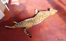 Savannah cats for sale: Pedigree Early generation TICA Reg Savannah Lady in Darlington - Image 11