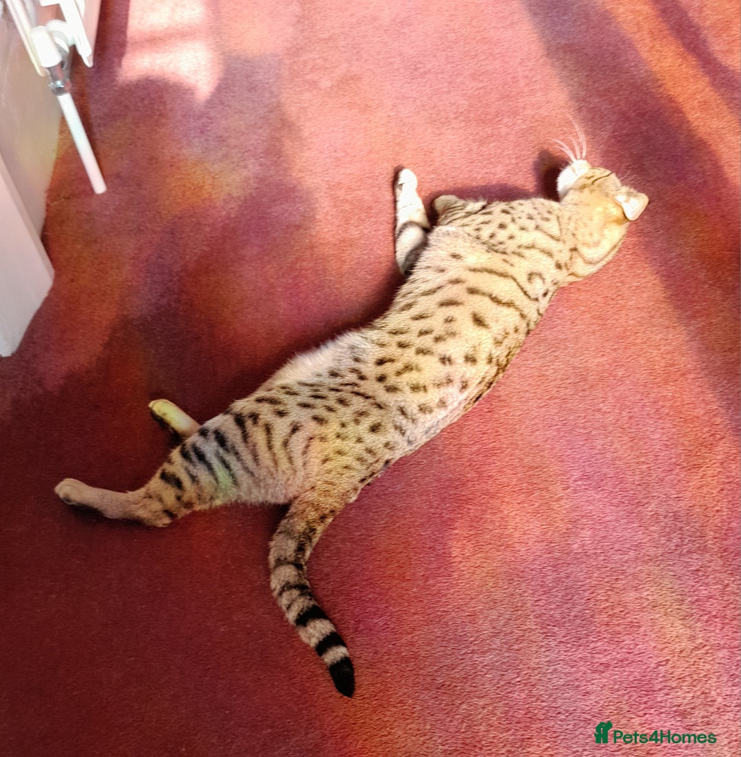 Savannah cats for sale: Pedigree Early generation TICA Reg Savannah Lady in Darlington - Image 11