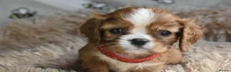 Cavalier King Charles Spaniel dogs for sale: Beautiful Cavalier King Charles Spaniel Puppies in Basingstoke - Advert 12
