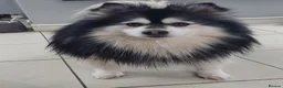 Pomsky dogs for stud: Champ F2 pomsky for stud  - Advert 2
