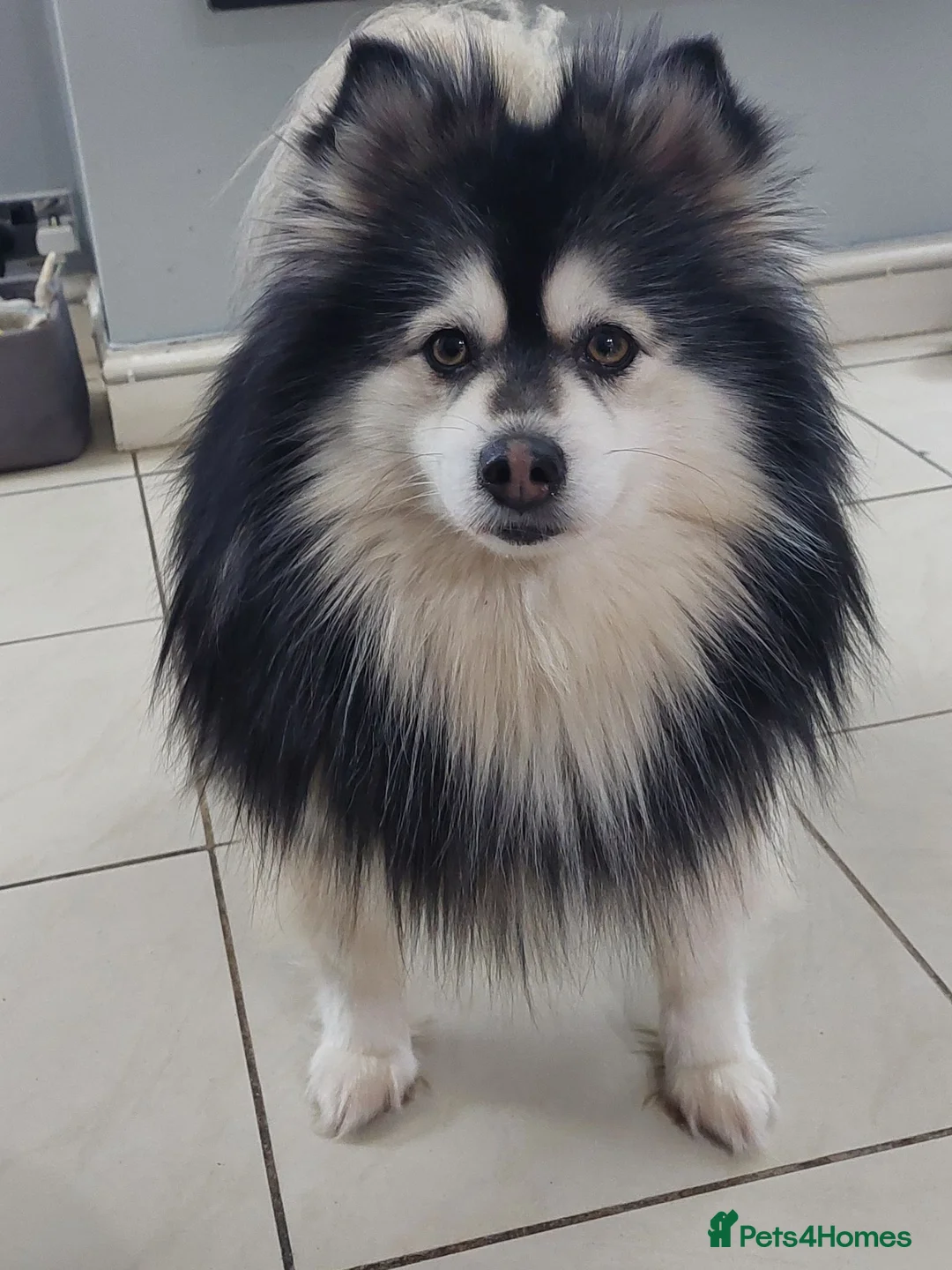 Pomsky dogs for stud: Champ F2 pomsky for stud  - Advert 2