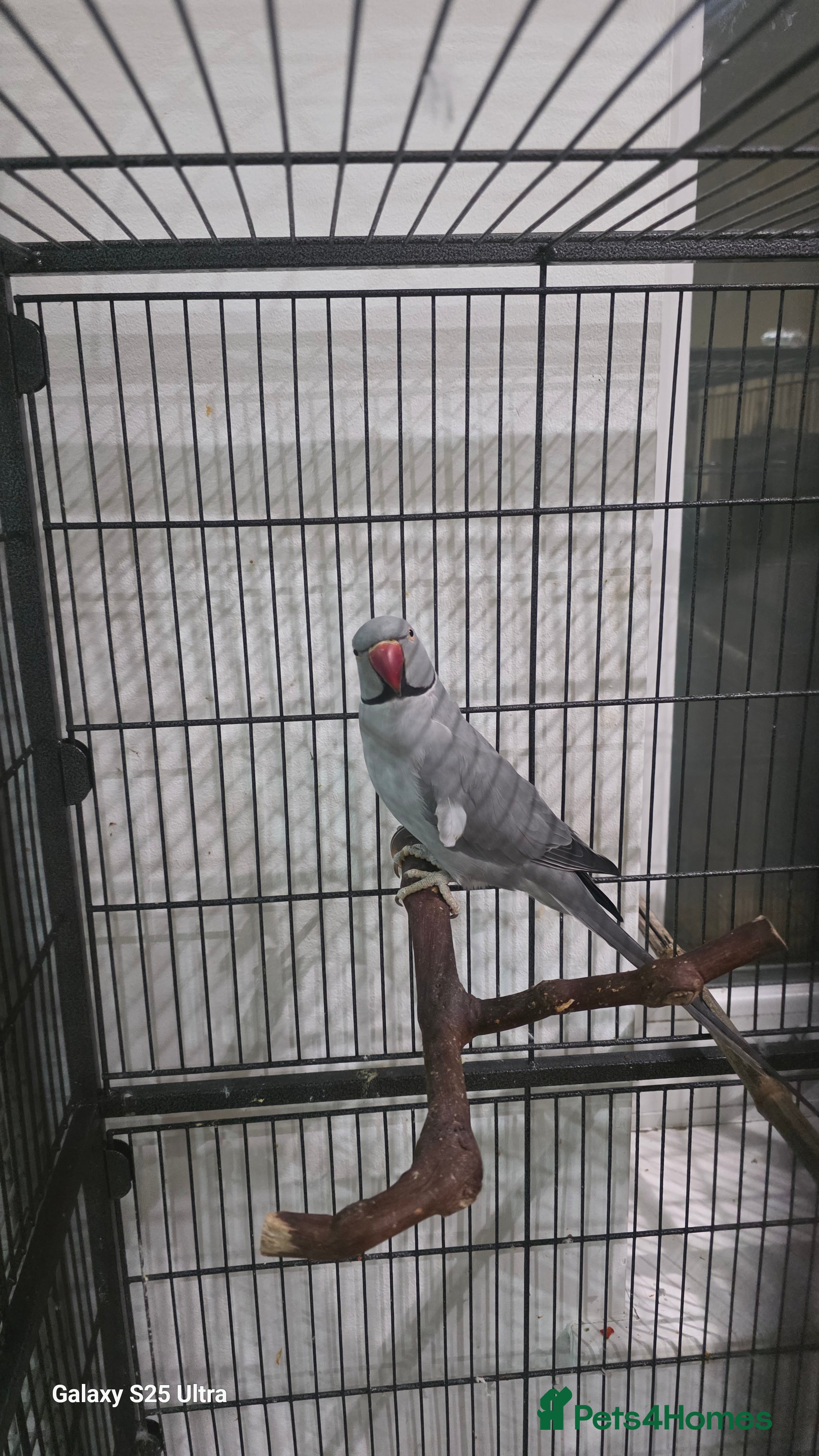 Ringnecks birds Male and female  - Advert 1