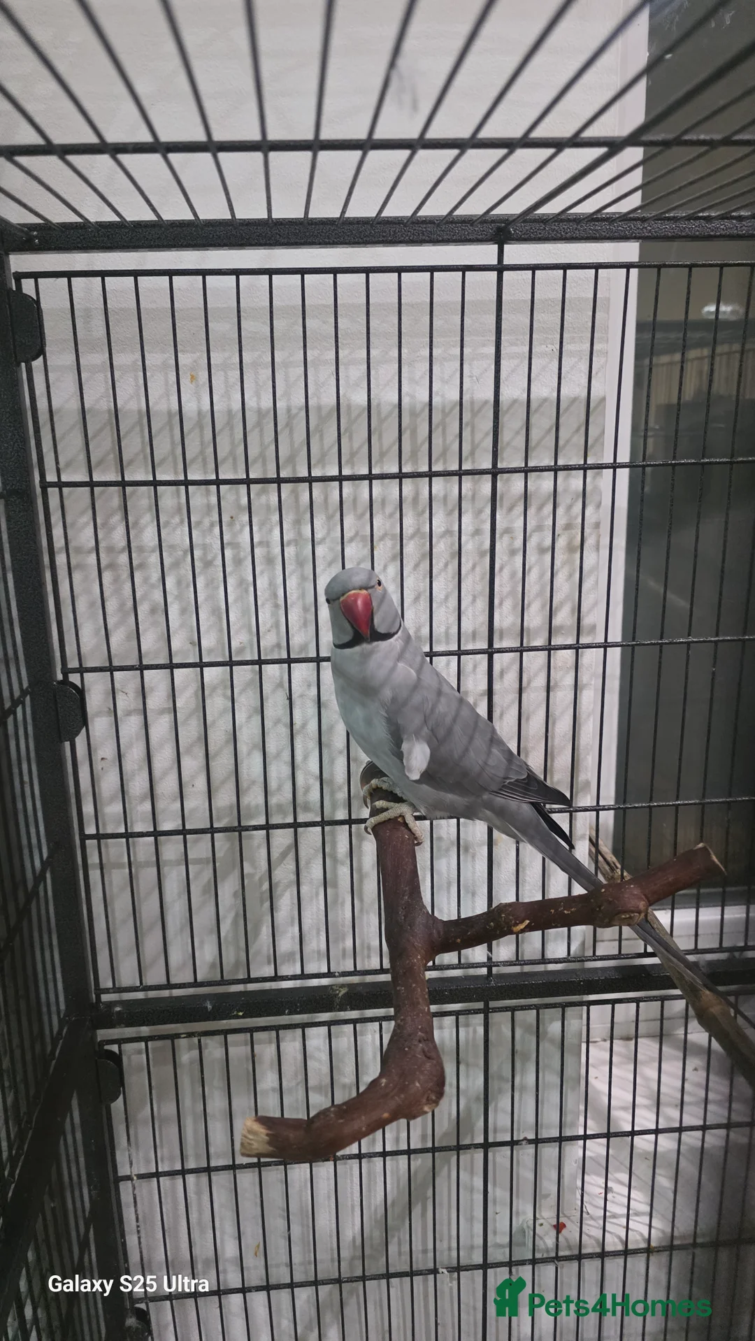 Ringnecks birds for sale: Male and female  - Advert 1