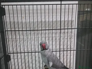 Ringnecks birds Male and female - Advert 1