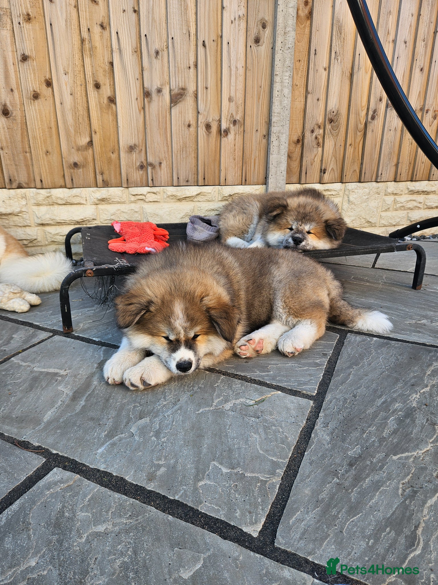 Japanese Akita Inu dogs for sale: RKC Registered Long-Coat Female - Advert 20