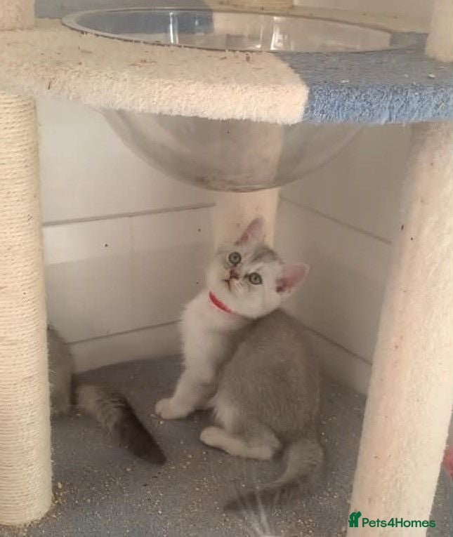 British Shorthair cats BSH Stunning rare Shaded - Advert 1