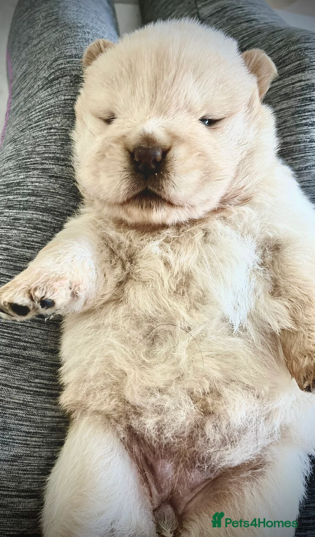 Chow Chow dogs for stud: Top Rainbow producer champion choc&blue carrier  in Cheltenham - Advert 21