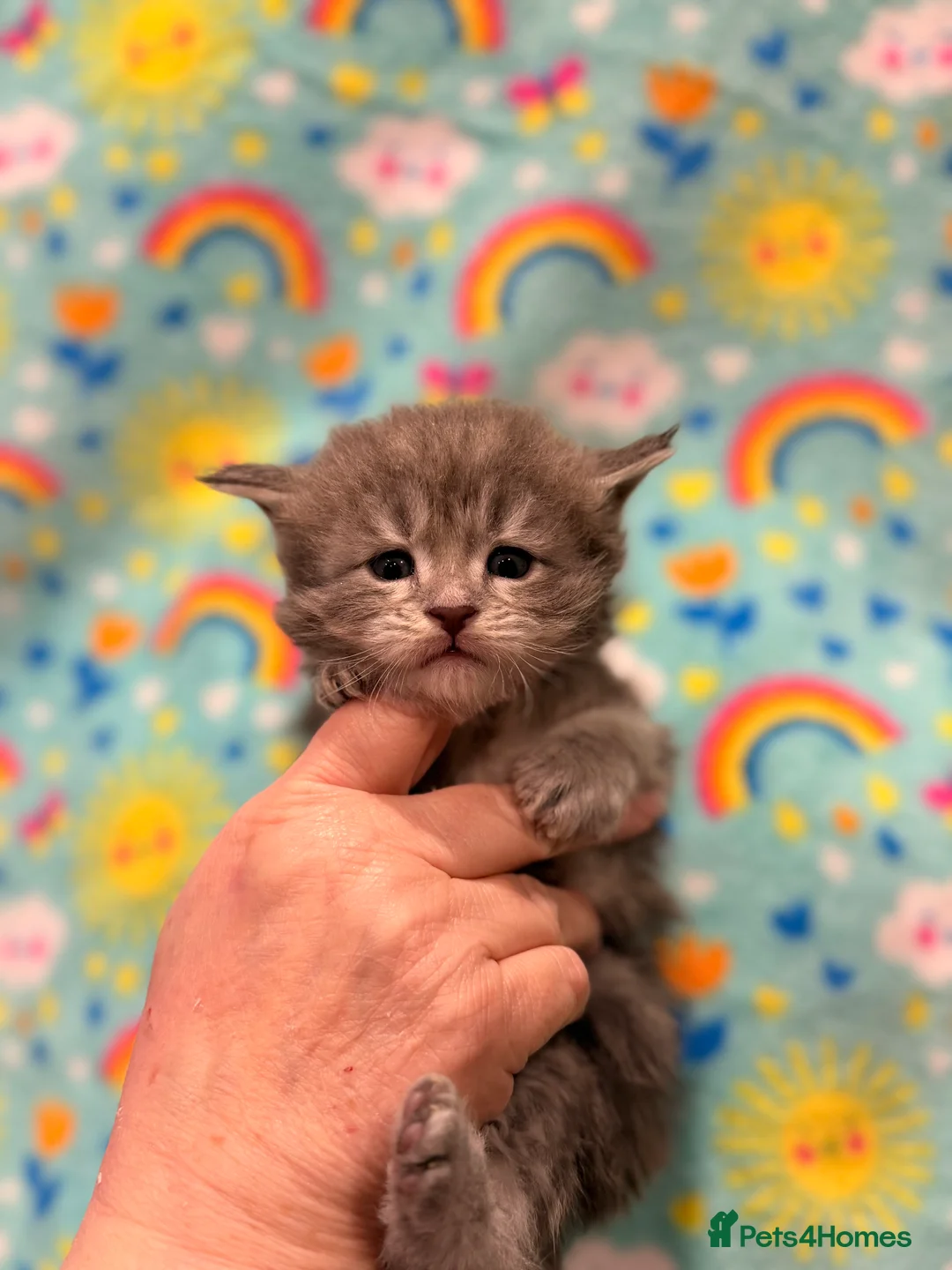 Maine Coon cats for sale: TICA REG MAINE COON KITTENS - Advert 14