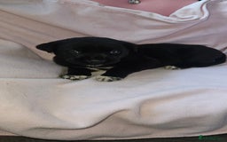 Mixed Breed dogs for sale: Huge American akita x cane corso pups - Advert 29