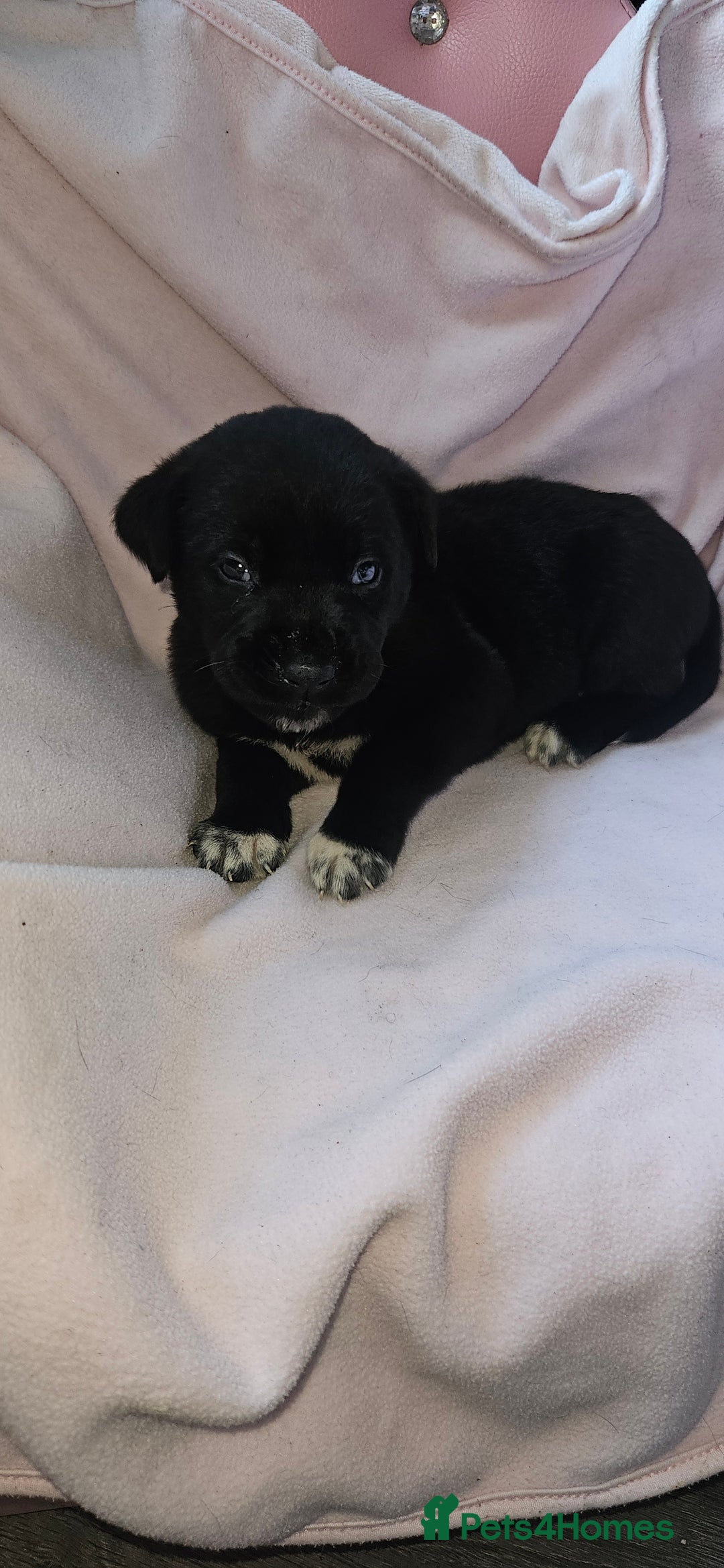 Mixed Breed dogs for sale: Huge American akita x cane corso pups - Advert 29