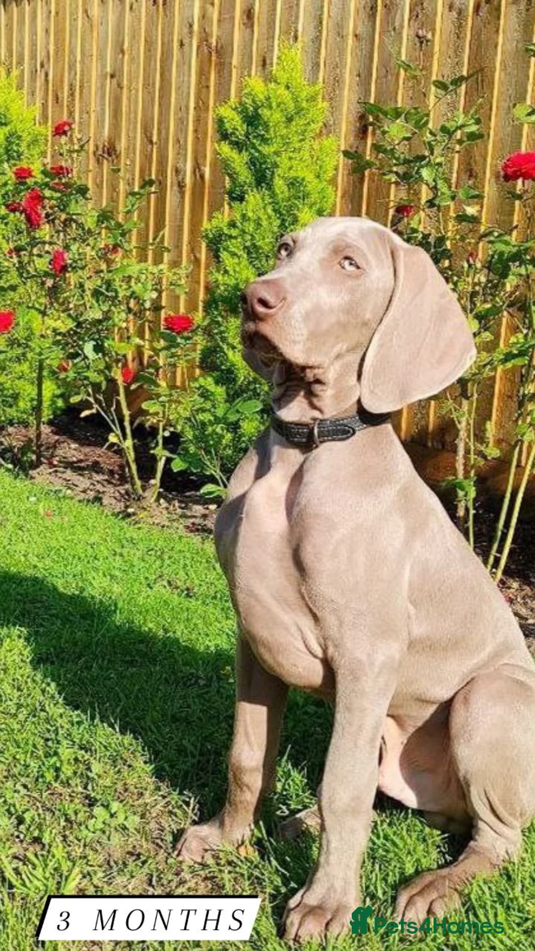 Weimaraner dogs for stud: 🌟Superb🌟Proven🌟Hip Scored🌟KC in Woodbridge - Advert 12