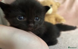 Norwegian Forest Cat cats for sale: Norwegian forest x kittens - Image 9