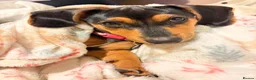 Dachshund dogs for sale: Bella - Advert 2