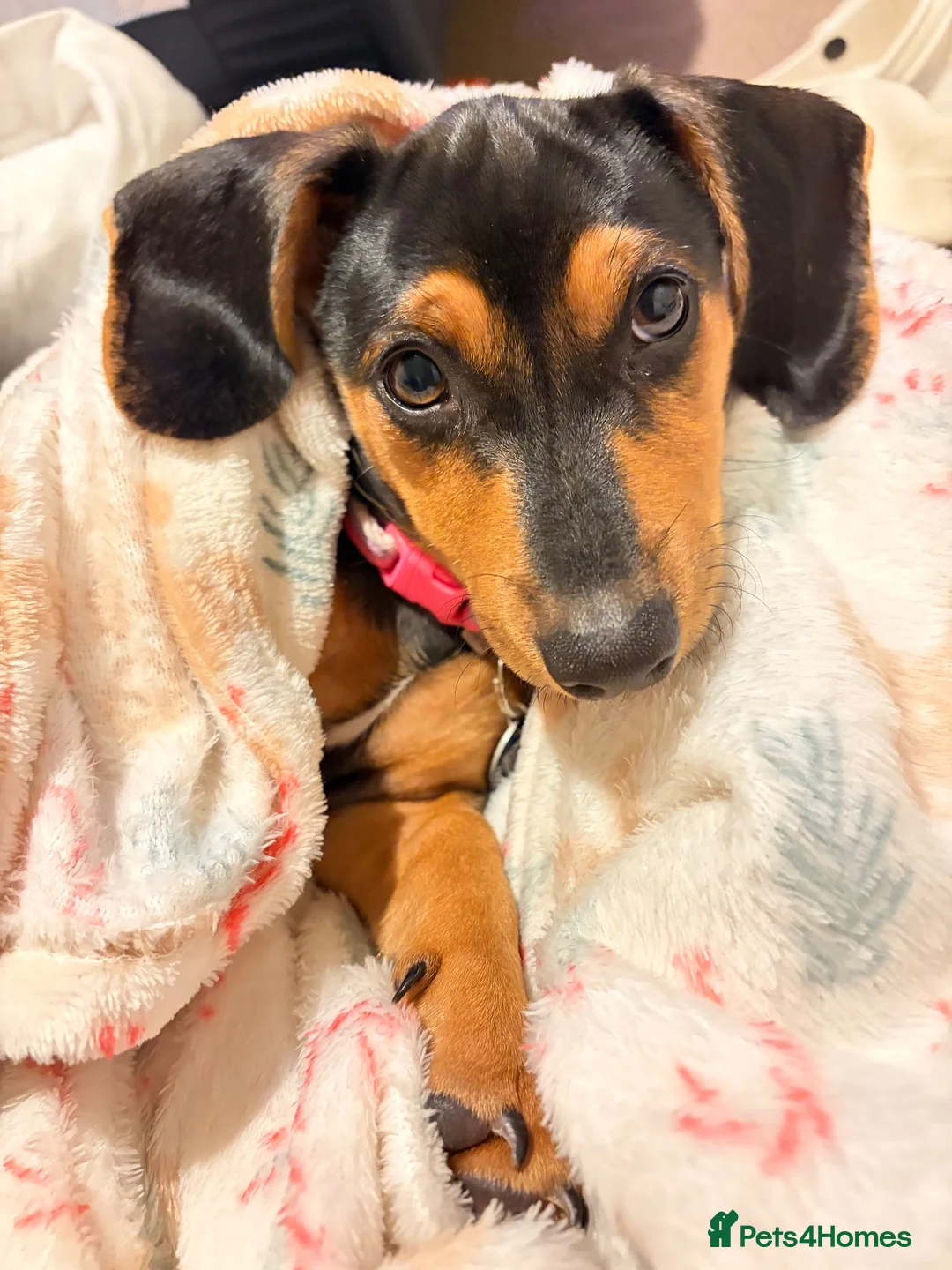 Dachshund dogs for sale: Bella - Advert 2
