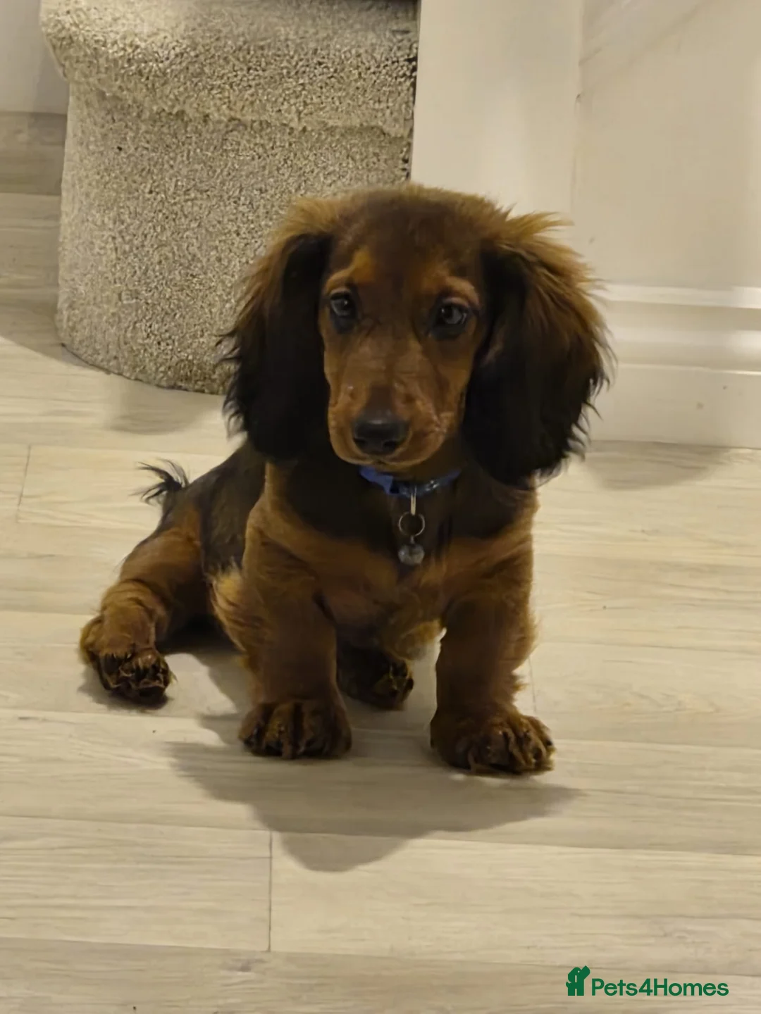Miniature Dachshund dogs for sale: 6 month miniature long hair dachshund - Advert 18