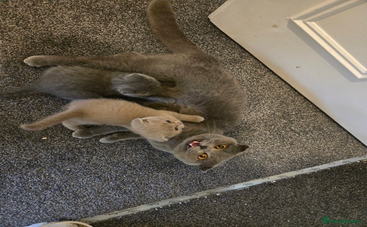 British Shorthair cats - Advert 8