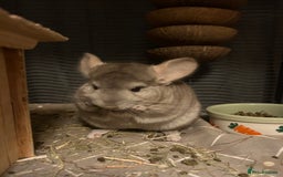 Chinchilla rodents for sale: Two female chinchillas for rehoming with cage - Advert 5