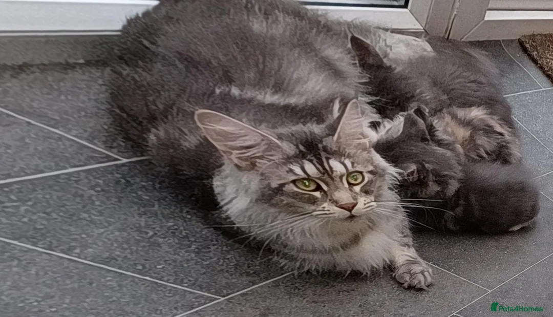 Maine Coon cats for sale: Maine Coon Kittens Champion Bloodlines  - Advert 10