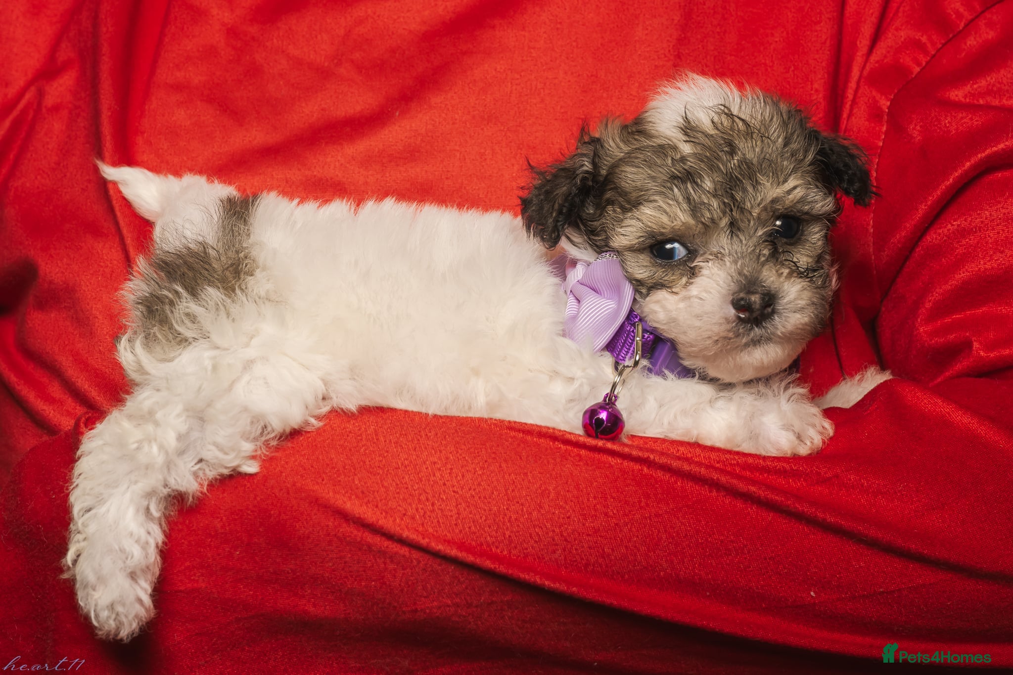 Bichon Frise dogs Bichon puppies for sale  - Advert 1