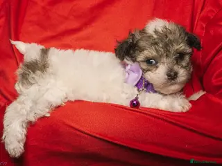 Bichon Frise dogs Bichon puppies for sale - Advert 1