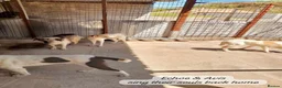 Mixed Breed dogs for adoption: Avis- 20 months - Available Devon area 🇬🇧🇬🇧 in Brixham - Advert 16