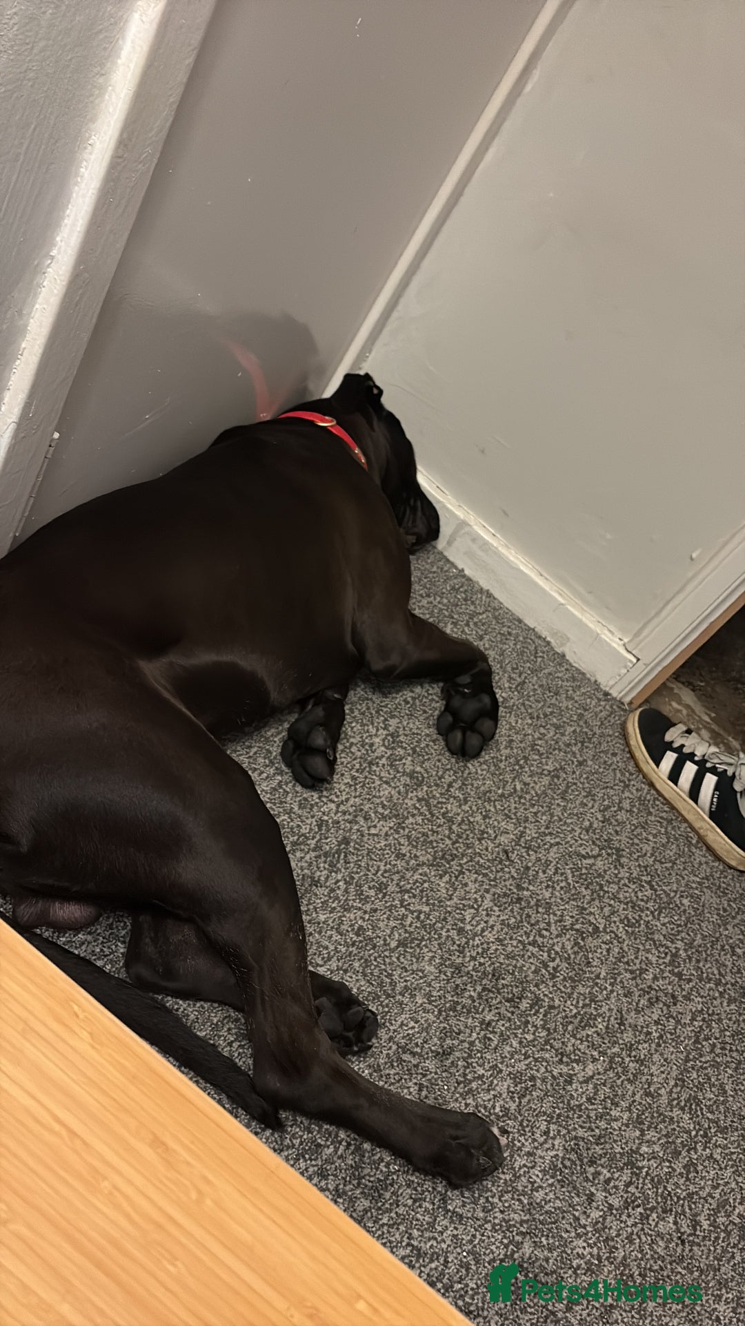 Mixed Breed dogs for sale: 8 month cane corso X bullmastif  for sale  - Advert 2