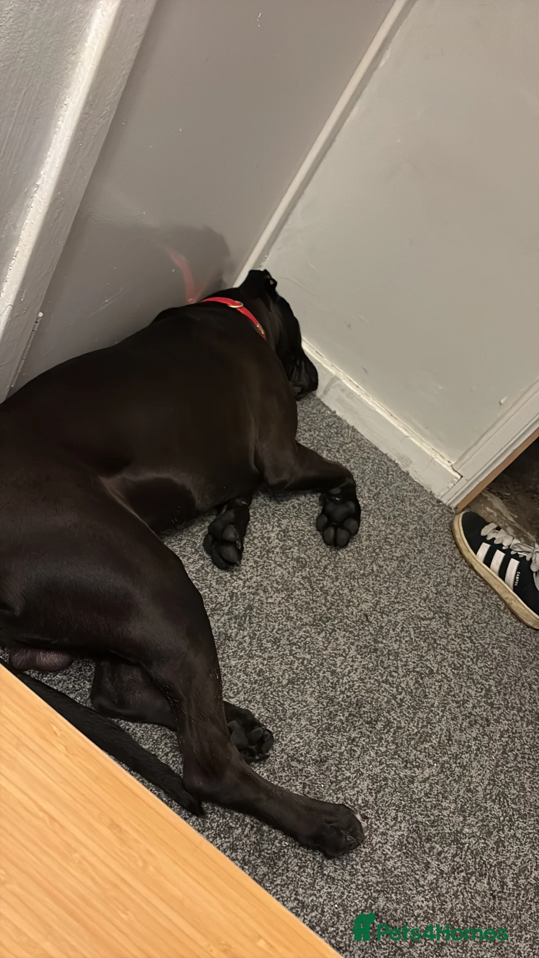 Mixed Breed dogs for sale: 8 month cane corso X bullmastif  for sale  - Advert 2