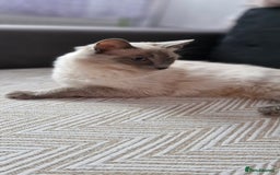 Ragdoll cats for sale: Mix Ragdoll with Bengal  - Image 5
