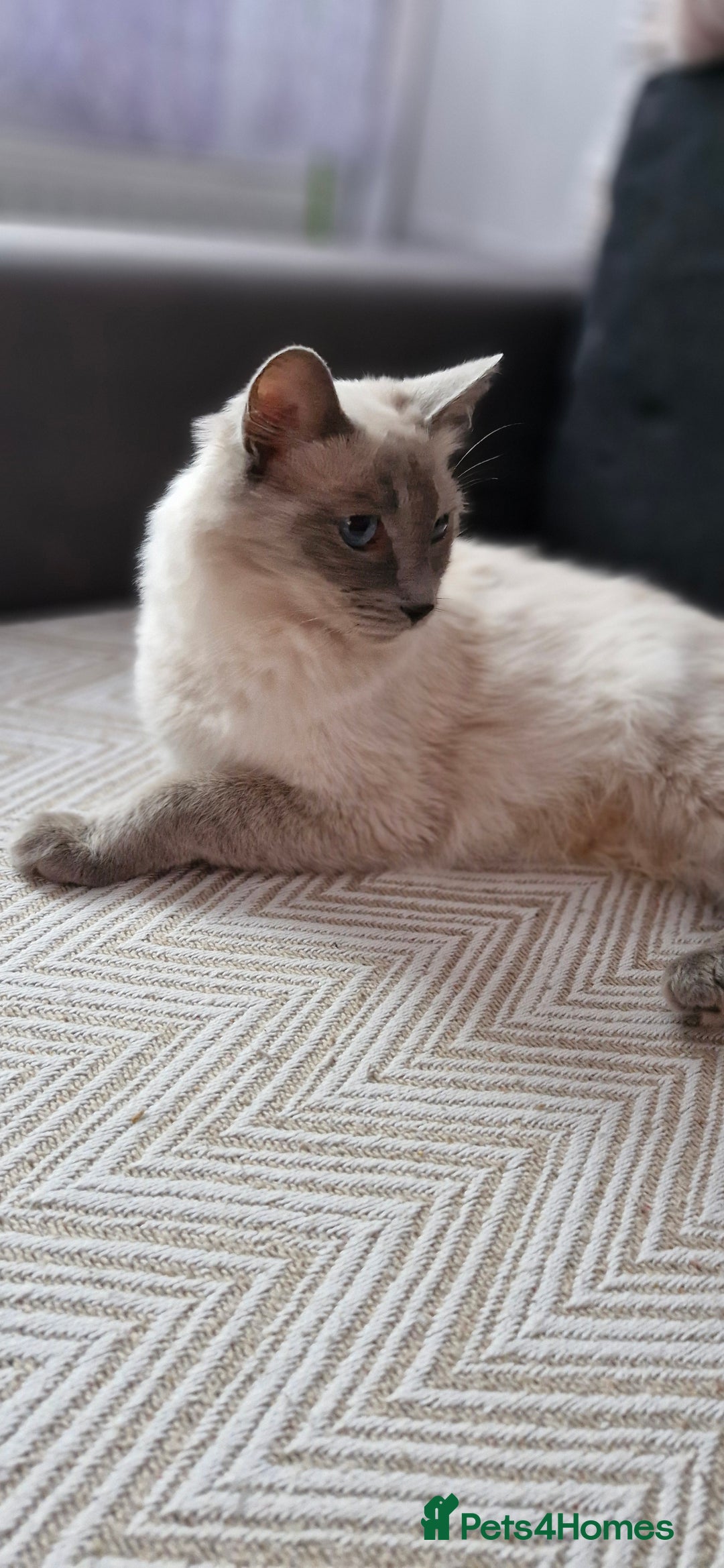 Ragdoll cats for sale: Mix Ragdoll with Bengal  - Image 5