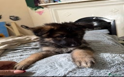 German Shepherd dogs for sale: 6 beautiful long haired German Shepards for sale! - Image 4